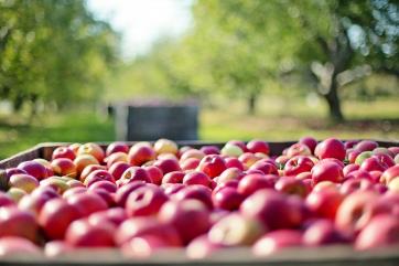 Производство органических продуктов в РФ за 20 лет выросло в 7 раз